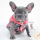 French Bulldog For Sale