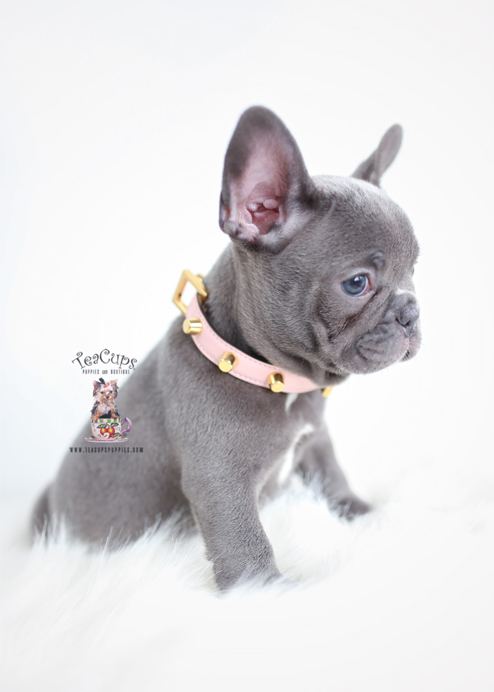 Blue French Bulldog Puppies | Teacup Puppies & Boutique