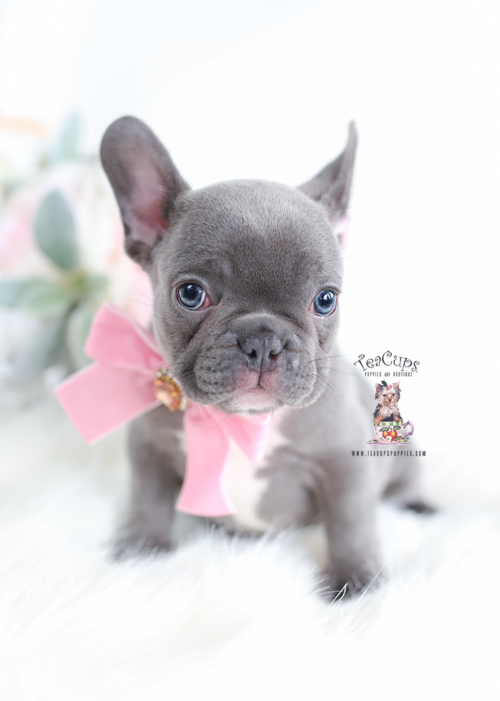 French Bulldog Puppy For Sale Teacup Puppies & Boutique