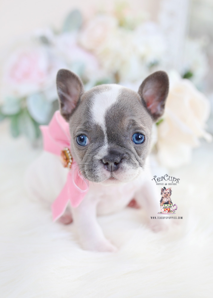 Blue Pied French Bulldog Puppy Teacup Puppies & Boutique