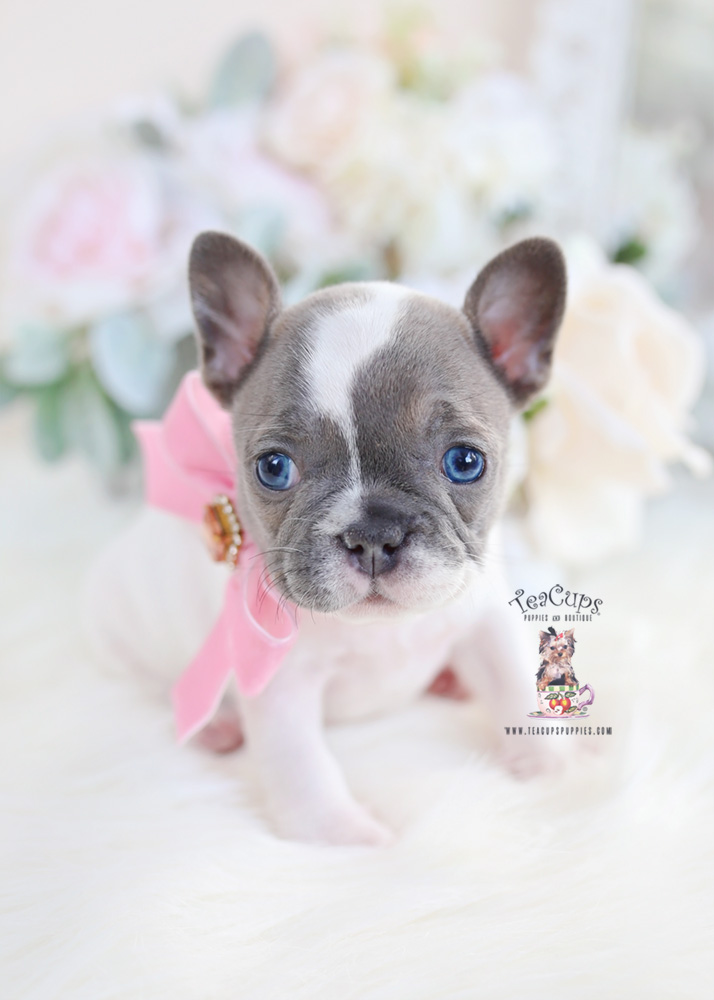 88+ French Bulldog Blue Puppy