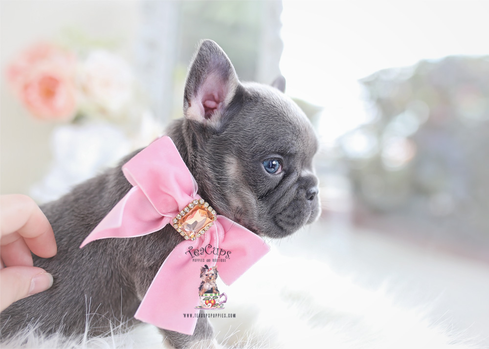 Frenchie Puppies For Sale | Teacup Puppies & Boutique