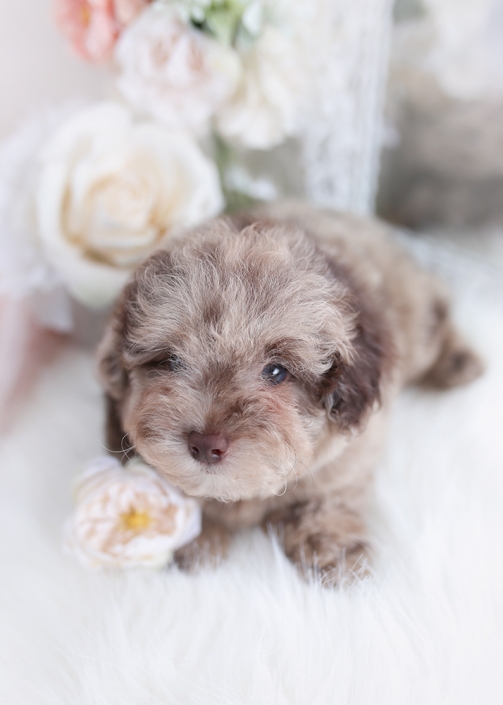 chocolate merle poodle puppy
