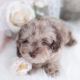 chocolate merle poodle puppy