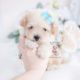 Cream Toy Poodle Puppy