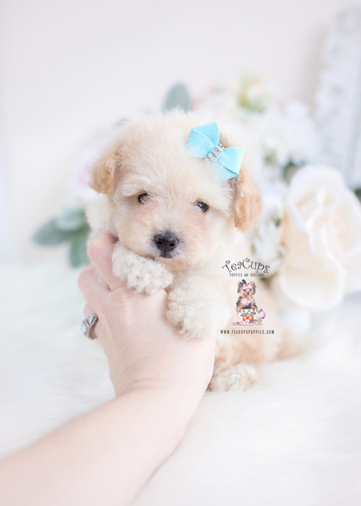 Cream Toy Poodle Puppy