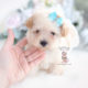 Toy Poodle Puppy