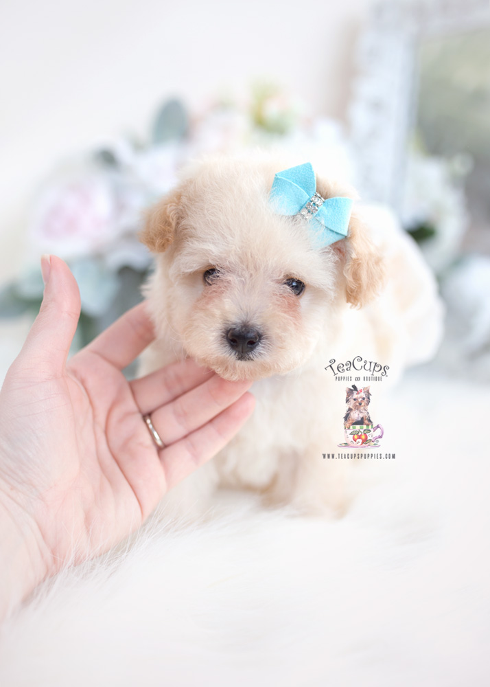 Toy Poodle Puppy