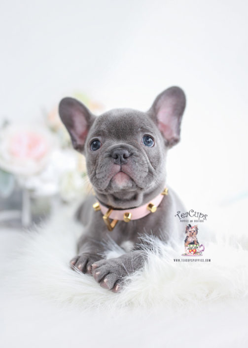 Blue French Bulldog Puppy