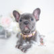 Blue French Bulldog Puppy