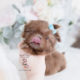 Tiny Imperial Shih Tzu Puppy