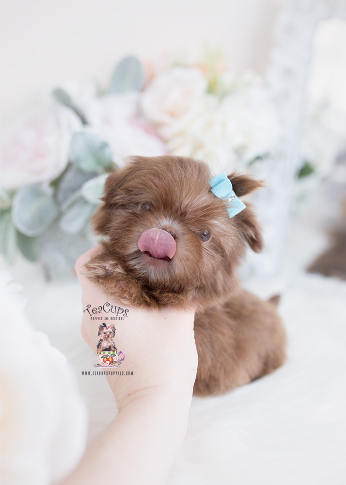 Tiny Imperial Shih Tzu Puppy
