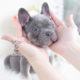 Lilac and Tan French Bulldog Puppy