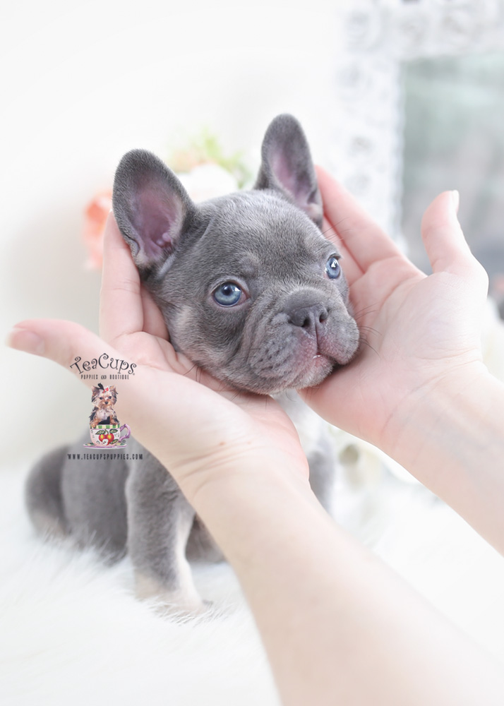 Lilac and Tan French Bulldog Puppy