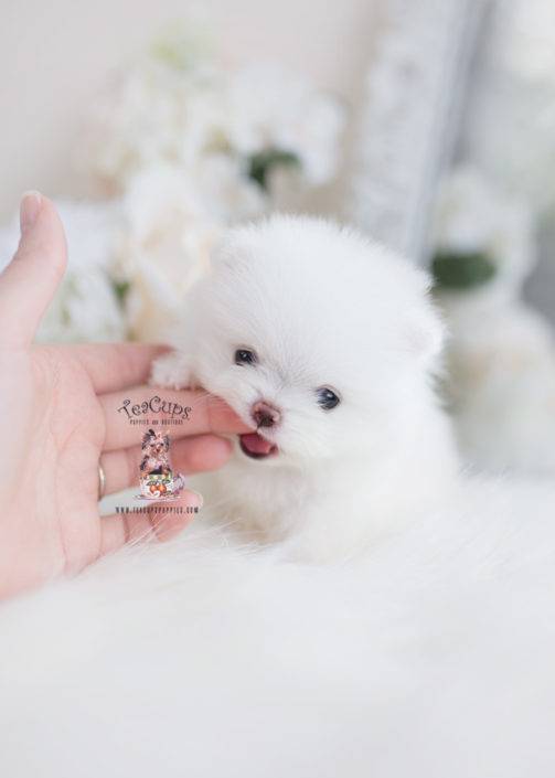 Tiny Teacup Pomeranian Puppies Teacups, Puppies & Boutique