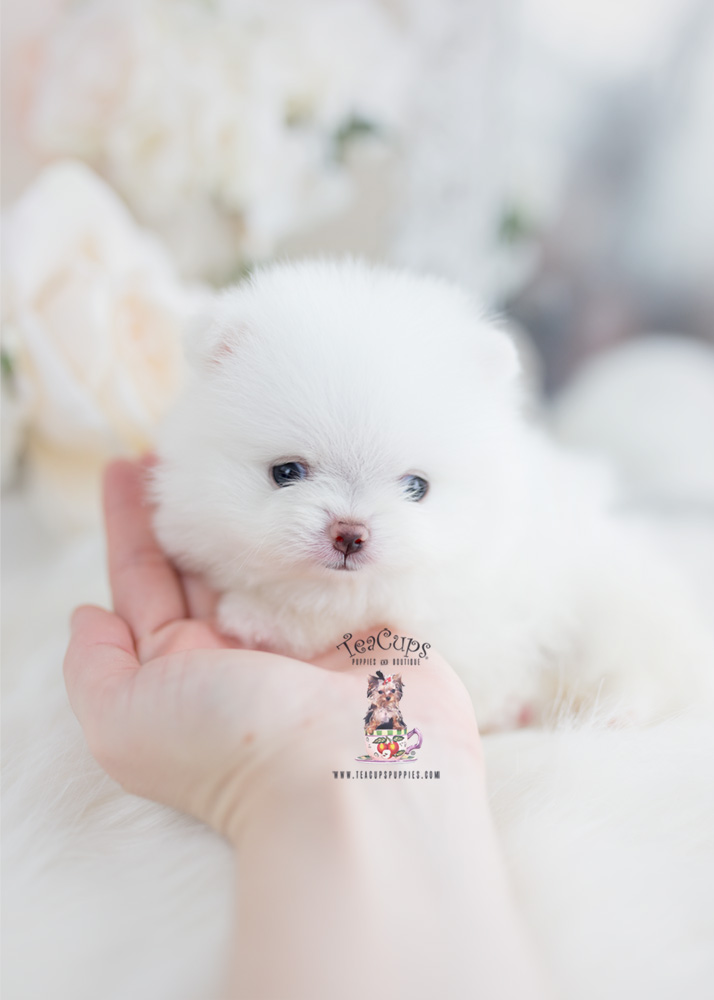 53 HQ Pictures Micro Teacup Puppies For Sale In Texas : MIcro Teacup Maltipoo purse Puppy for sale los angeles, ca ...