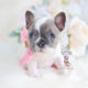 Blue Pied French Bulldog Puppy