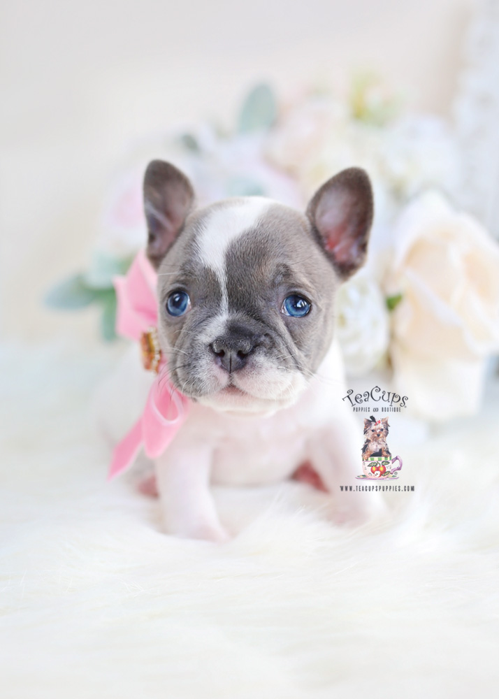 Blue Pied French Bulldog Puppy