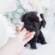 Tiny Black Poodle Puppy
