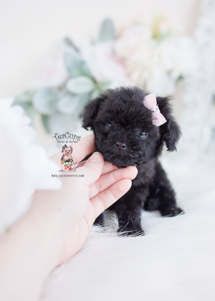 tiny black poodle