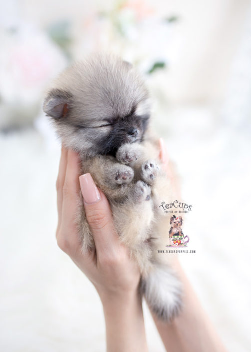 Tiny Teacup Pomeranian Puppy