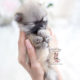 Tiny Teacup Pomeranian Puppy