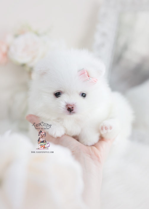 Teenie Tiny Pomeranian Puppy