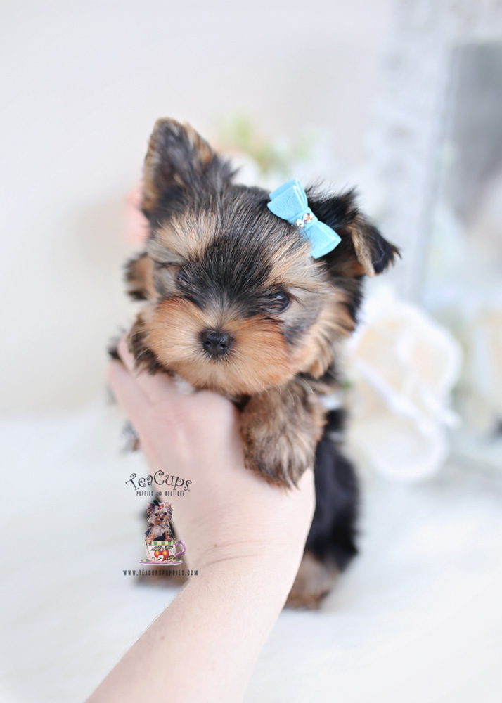 Yorkie Puppies Miami | Teacup Puppies & Boutique