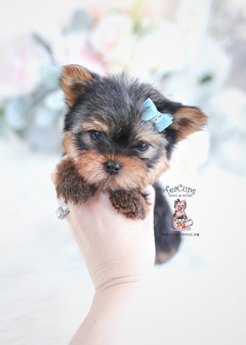 Toy or Teacup Yorkies for sale Teacups, Puppies & Boutique