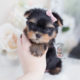 Yorkie Puppies For Sale