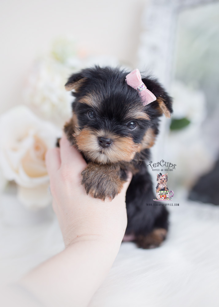 Yorkie Puppies For Sale