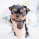 Yorkshire Terrier Puppies For Sale