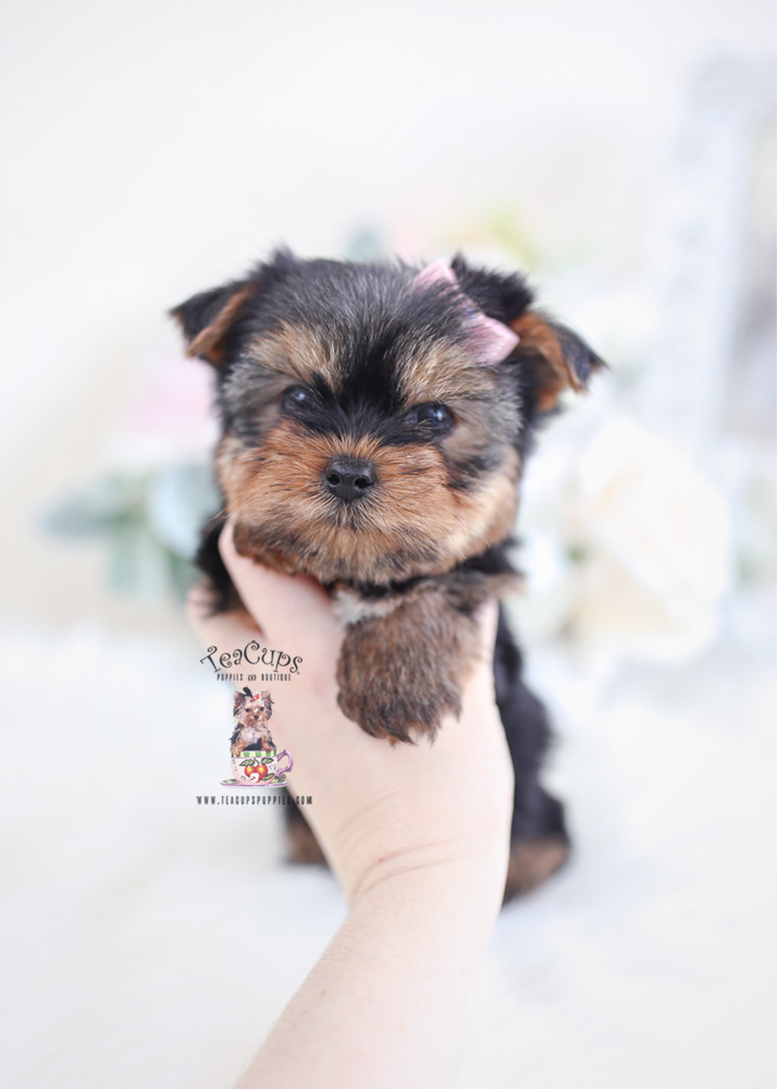 Yorkshire Terrier Puppies For Sale