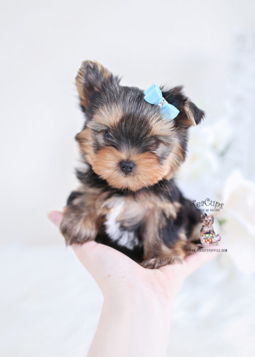 Tiny Yorkie Puppy For Sale