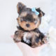 Tiny Yorkie Puppy For Sale