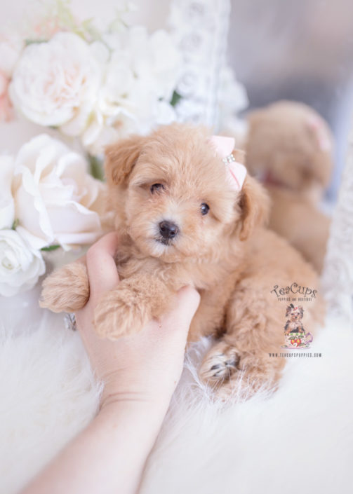 Toy Poodle Puppy