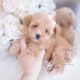 Toy Poodle Puppy