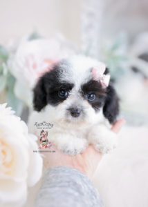 Toy Poodle Puppies For Sale in South Florida