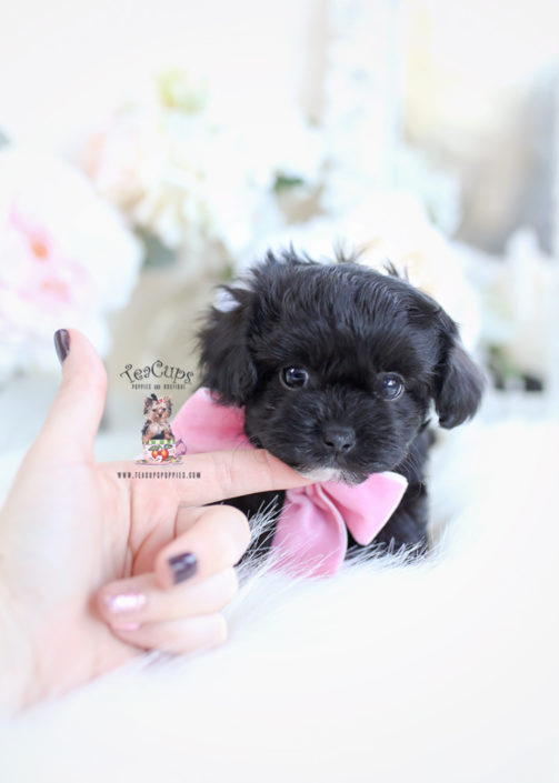 Maltipoo Puppy