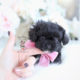 Maltipoo Puppy