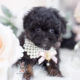 Phantom Toy Poodle Puppy