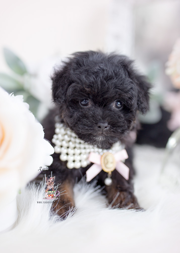 Phantom Toy Poodle Puppy