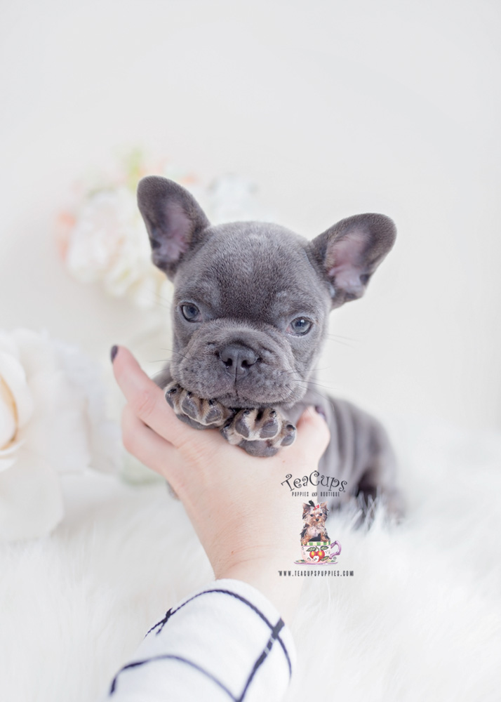 99+ Teacup Blue French Bulldog Price