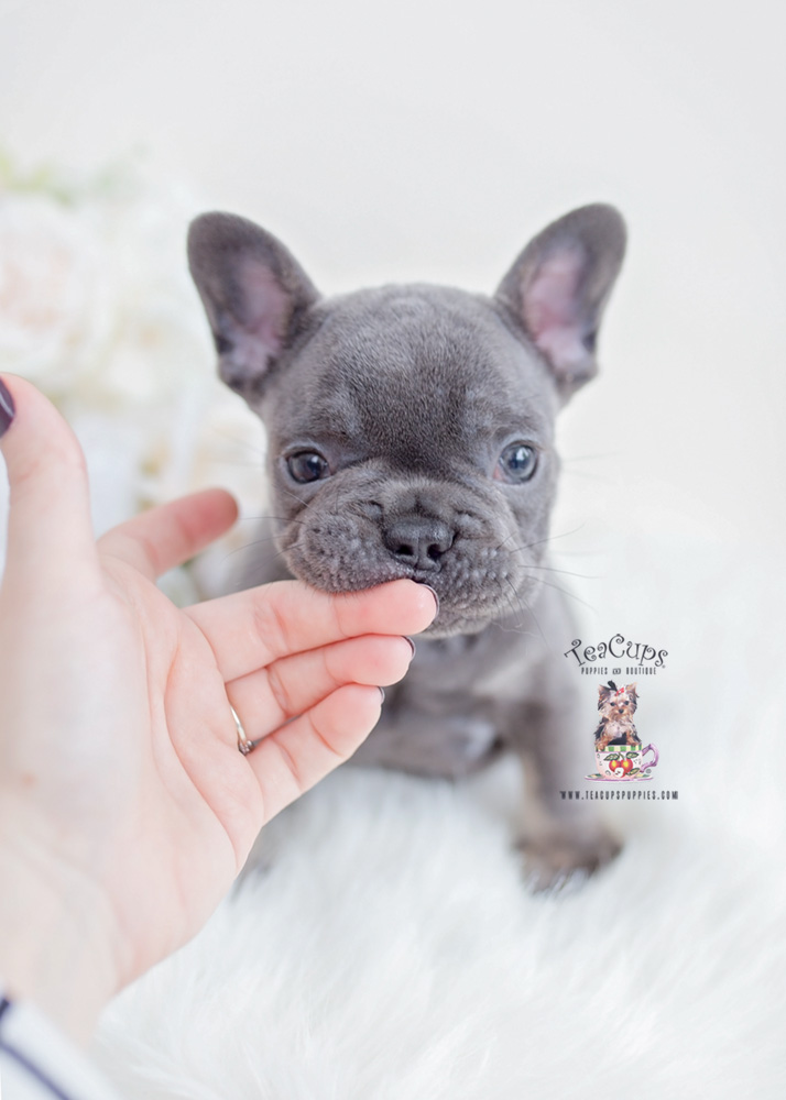 Tan French Bulldogs | Teacup Puppies 