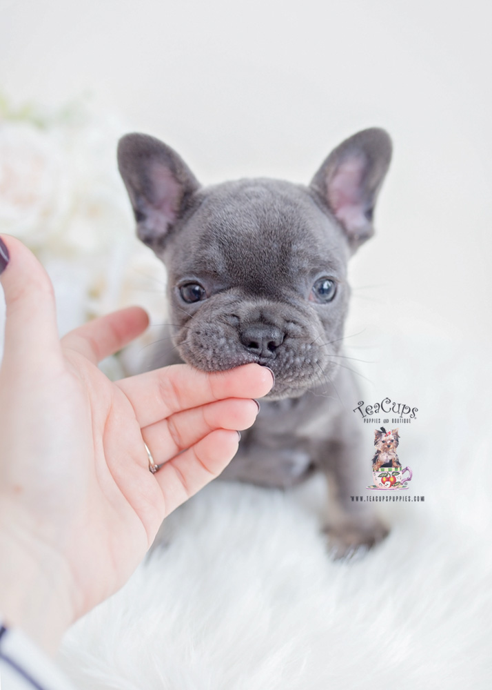 blue tan miniature french bulldog