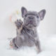 Blue Tan French Bulldog Puppy