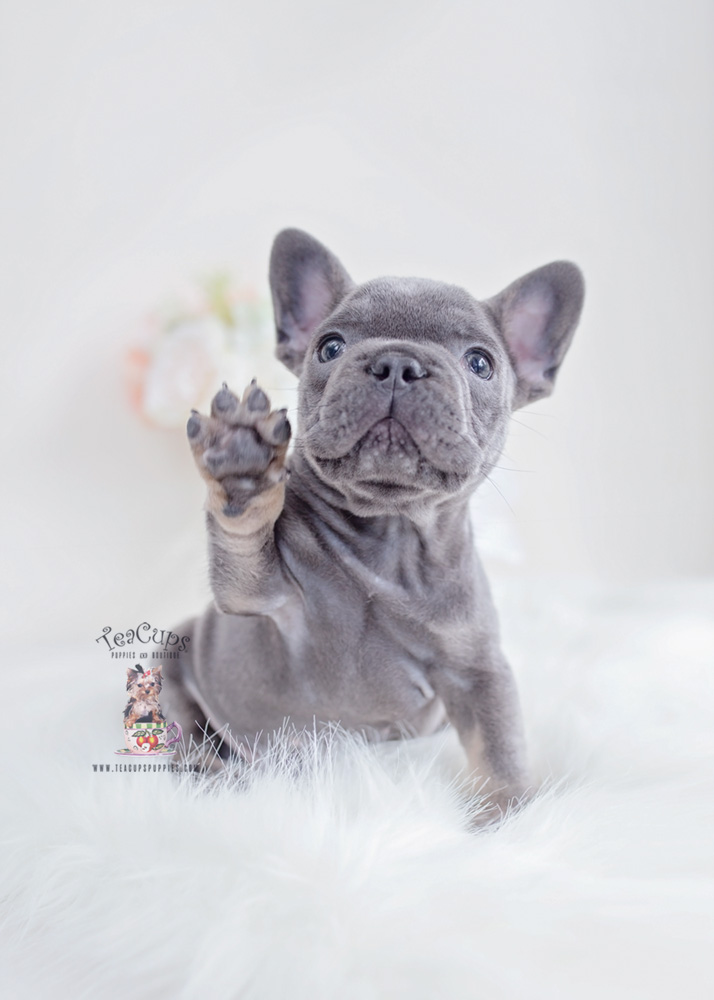 Blue Tan French Bulldog Puppy