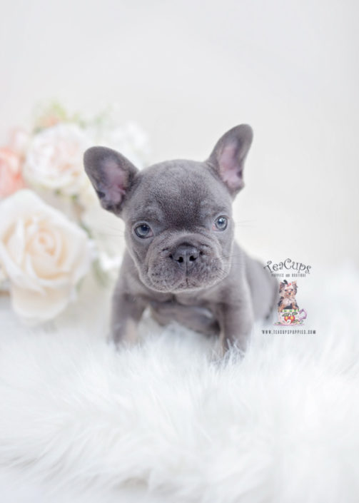 French Bulldog Puppies For Sale by TeaCups, Puppies ...