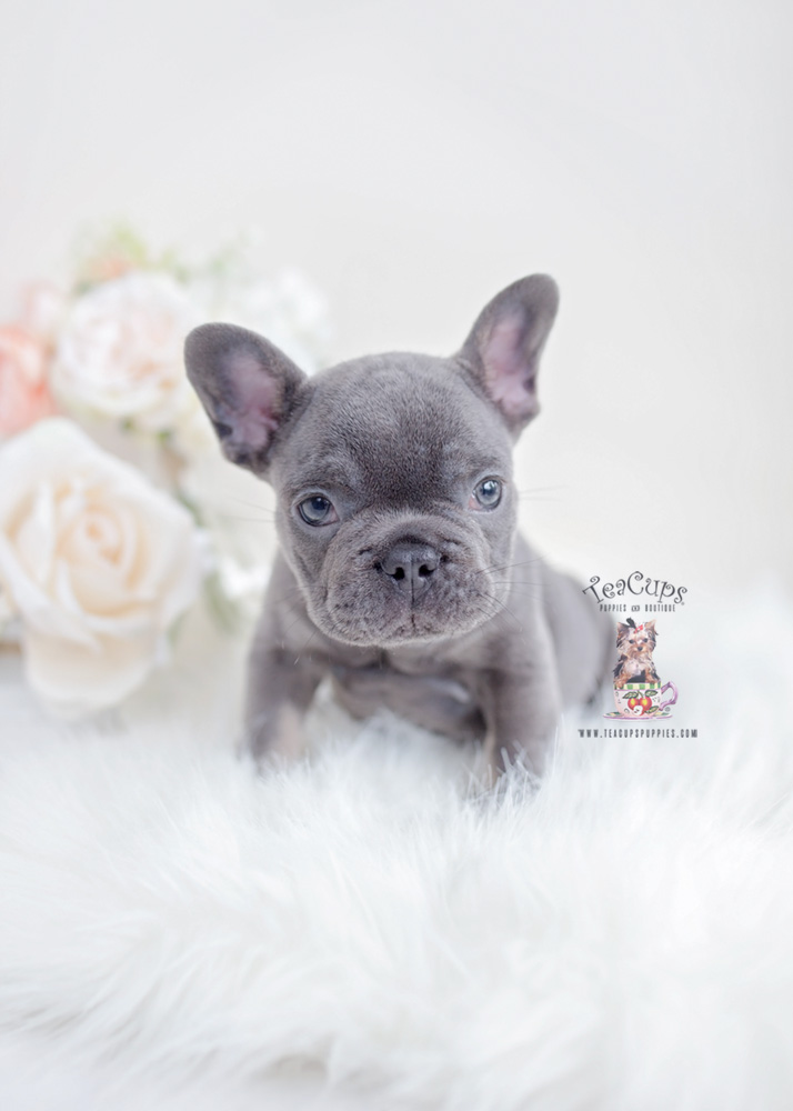 Blue and Tan French Bulldog Puppy