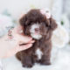 Chocolate Poodle Puppy For Sale